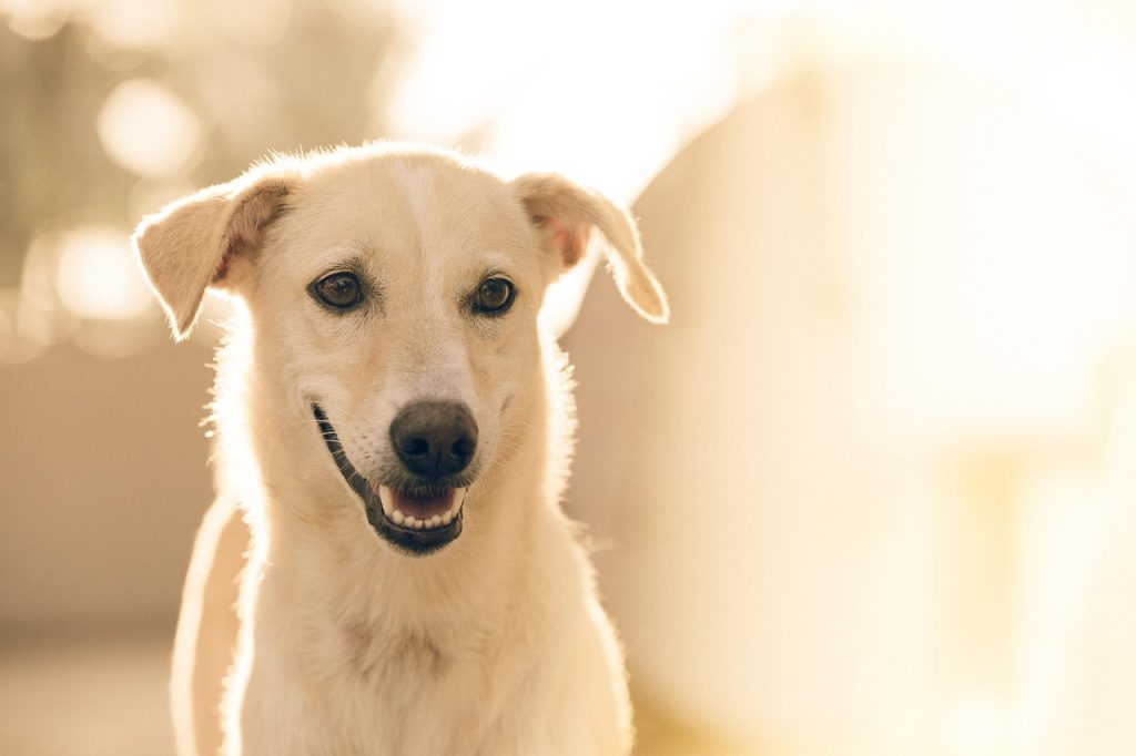 Veterinary Dentist