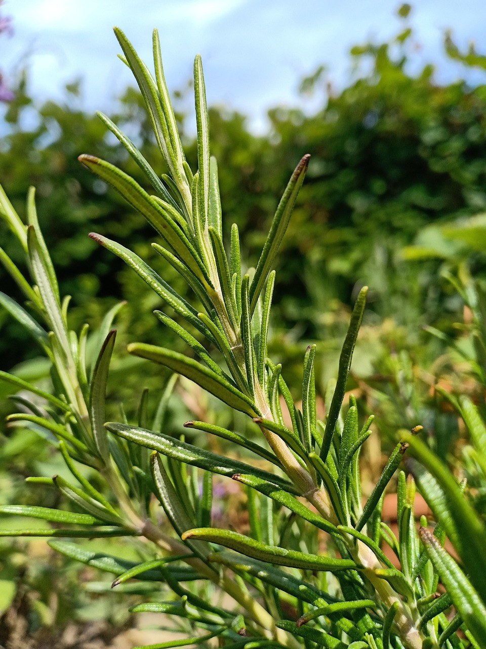 discover the benefits and uses of rosemary, a fragrant herb known for its culinary and medicinal properties.