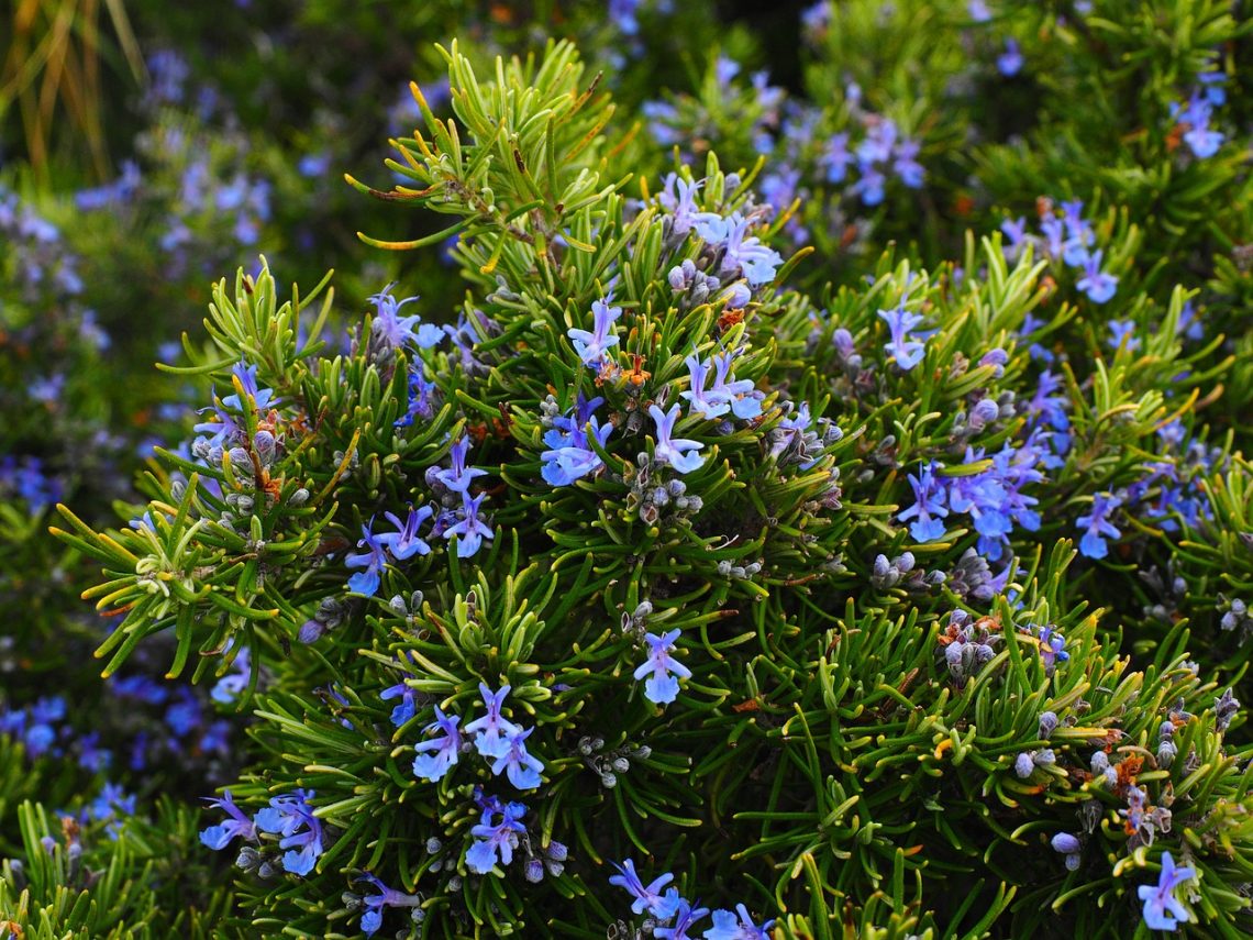 discover the aromatic herb rosemary, known for its fragrant leaves, culinary uses, and health benefits. perfect for enhancing flavors in your dishes and promoting well-being.